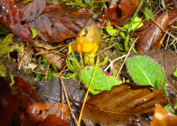 Schwärzender Saftling (Hygrocybe conica) - © Bernard Wieser